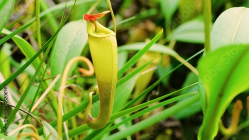 Carnivorous Nepenthes pitcher plant (Nepenthes madagascariensis), Ankanin Ny Nofy, Madagascar. 