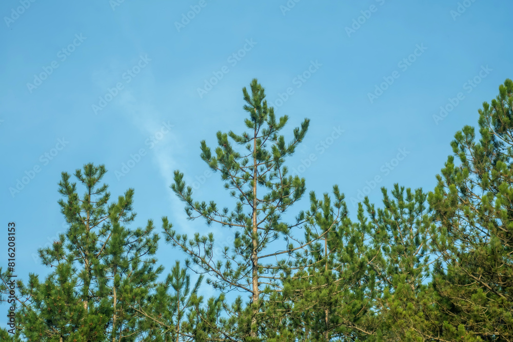Low angle view of trees against sky. Pine trees and the sky. Trees with thorny leaves. Theme background photo for holiday times. Low angle view of trees against sky. Pine trees and the sky. Trees with thorny leaves. Theme background photo for holiday times.