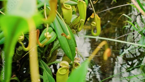 Carnivorous Nepenthes pitcher plant (Nepenthes madagascariensis), Ankanin Ny Nofy, Madagascar.  photo