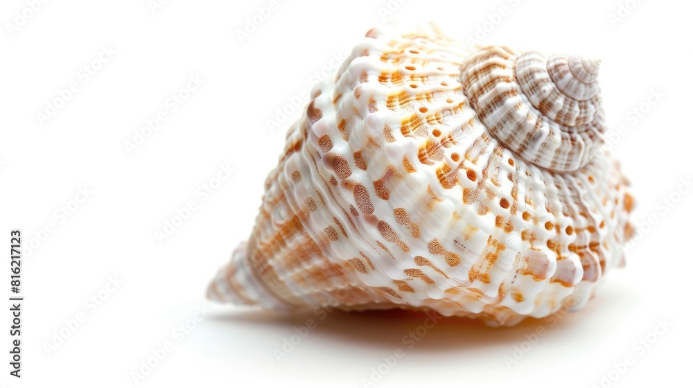 Detailed Macro Examination of Seashell Infested with Parasites on White Background with Subtle Shadow