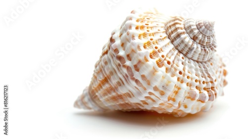 Detailed Macro Examination of Seashell Infested with Parasites on White Background with Subtle Shadow