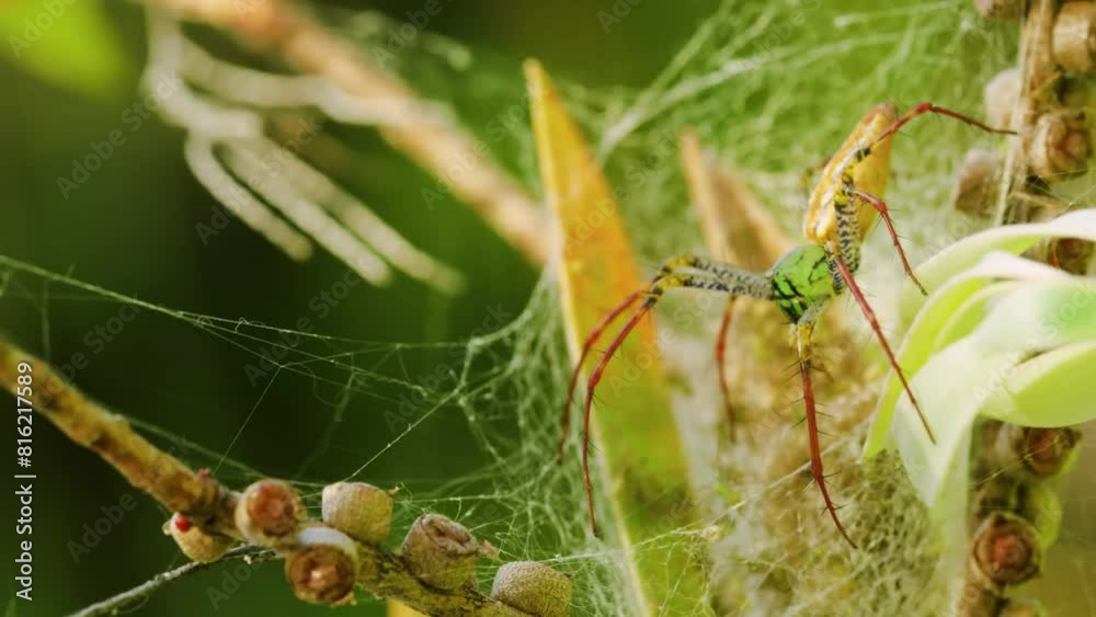 Female Green Lynx spider waiting for prey on top of a leaf, Madagascar island. Female Green Lynx spider waiting for prey on top of a leaf, Madagascar island.