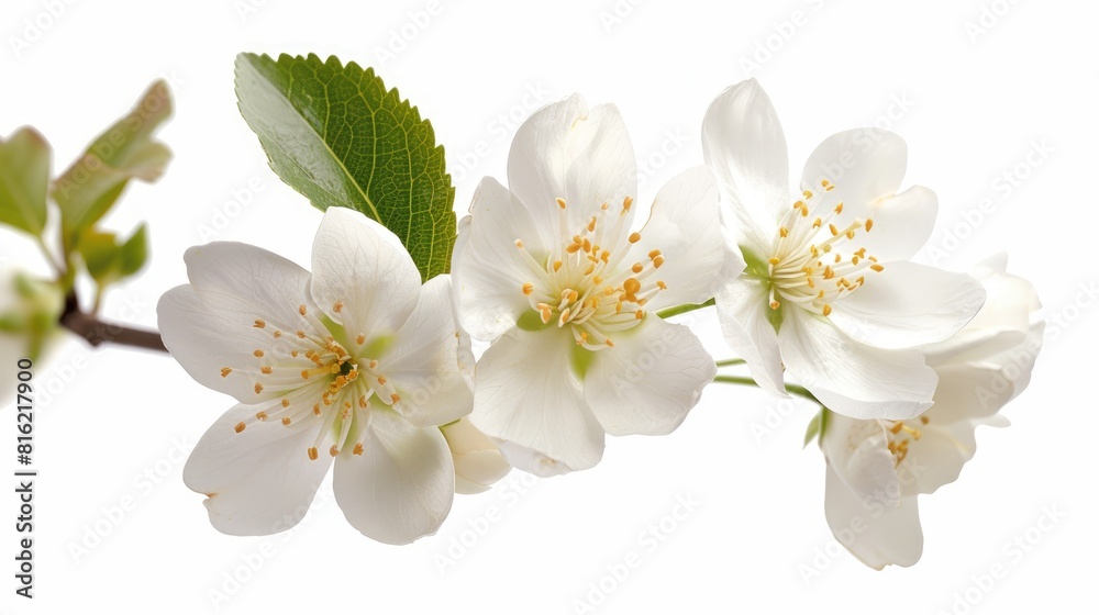 Clipping Path for White Blooms Clipping Path for White Blooms