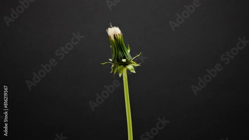 Dandelions on a summer meadow
