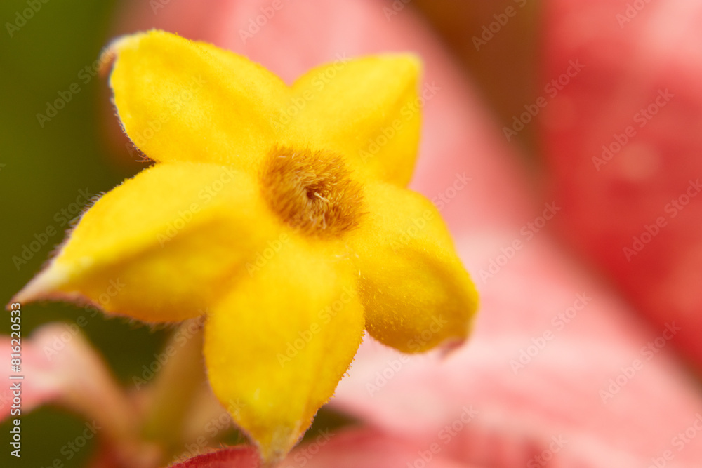 Fototapeta premium macro photo of plant with pink flowers