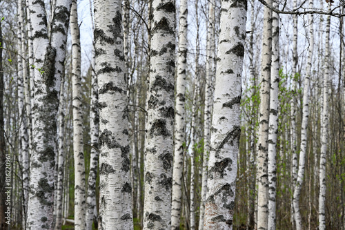 birch grove on a spring day