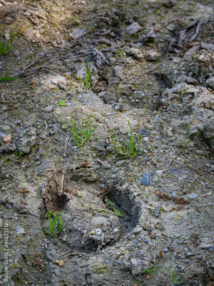 A horse's shoe print in the mud. A horse's shoe print in the mud.