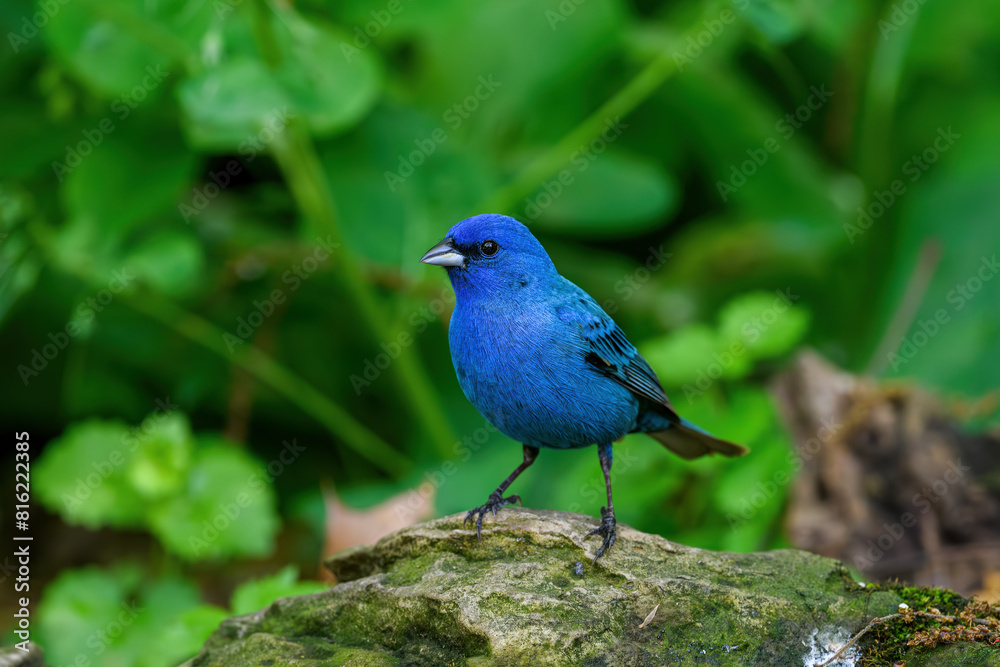 Indigo bunting under a dense forest canopy. It is a small seed-eating bird in the cardinal family. It is migratory and often migrates by night, using the stars to navigate. Indigo bunting under a dense forest canopy. It is a small seed-eating bird in the cardinal family. It is migratory and often migrates by night, using the stars to navigate.
