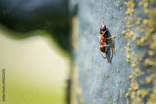 A four-spotted ant on a pipe coating. photo