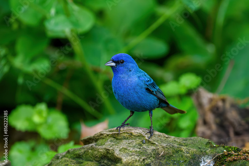 Indigo bunting under a dense forest canopy. It is a small seed-eating bird in the cardinal family. It is migratory and often migrates by night, using the stars to navigate.