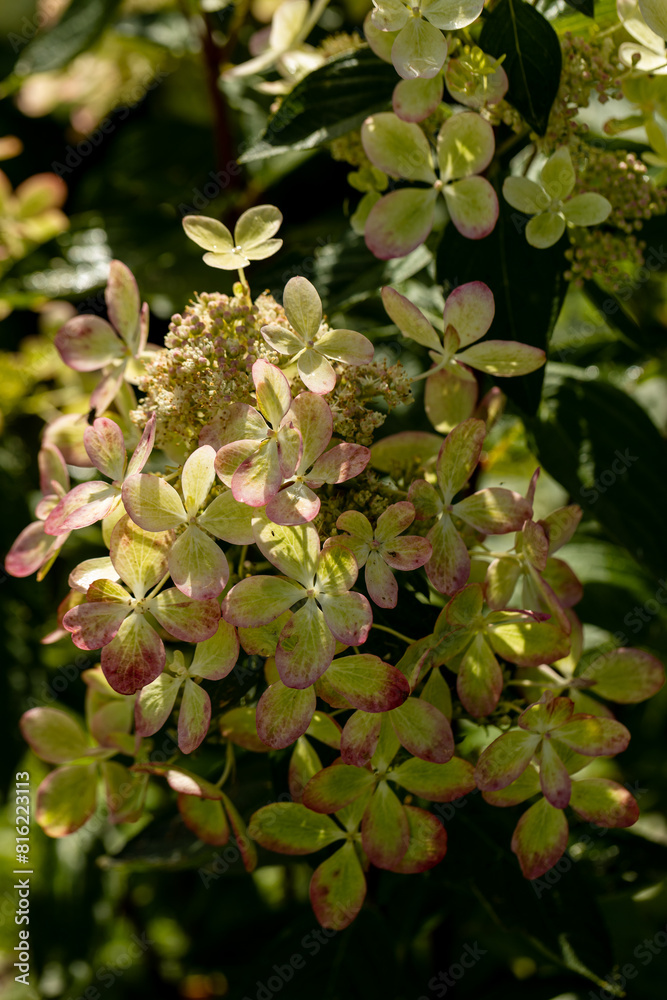 Huge petals of the delicate green color of the flowers of the paniculate hydrangea of the Pastel Green variety in the garden close-up. Huge petals of the delicate green color of the flowers of the paniculate hydrangea of the Pastel Green variety in the garden close-up.