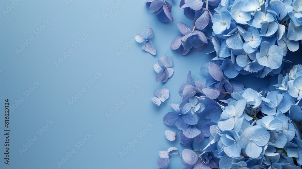 Blue hydrangea flower with copy space on blue background Blue hydrangea flower with copy space on blue background