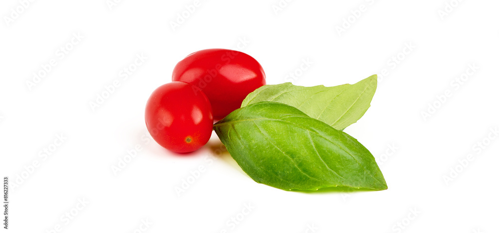 Fresh organic basil leaves, close-up, isolated on white background