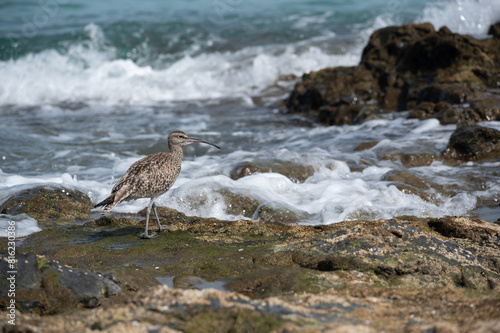 Eurasian Curlew, numenius arquata, and sandpipers searching for food along a rocky coast, Costa Calma, Fuerteventura, Spain