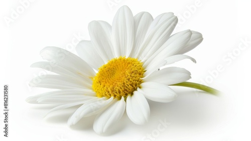 A single daisy flower isolated on a white background  perfect for package design.  