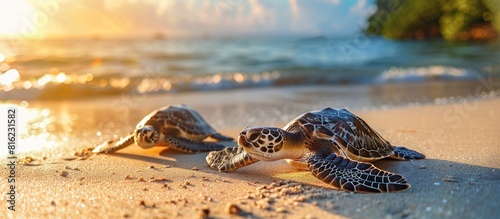 Two baby sea turtles walking on beach at sunset