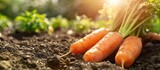 Carrots growing on the ground - carrots stock videos & royalty-free footage