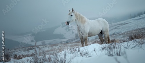 White horse standing in snowy field