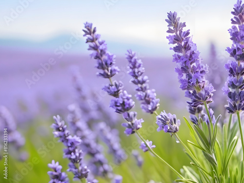 Serenity in Bloom. Lavender Flowers Against Nature s Canvas.