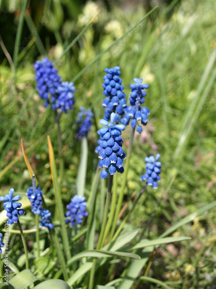 Purple garden flowers Muscari armenian (Muscari armeniacum), viper onion in a garden plot Purple garden flowers Muscari armenian (Muscari armeniacum), viper onion in a garden plot