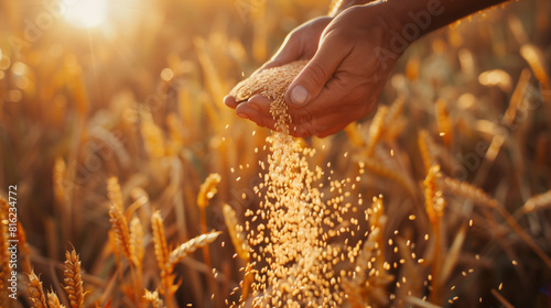 A farmer's hands pouring grain from one container to another, with the background showing an open field of crops under bright sunlight