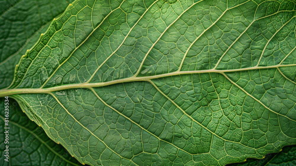 Fototapeta premium Texture of a leaf, intricate network of veins, vivid green color.