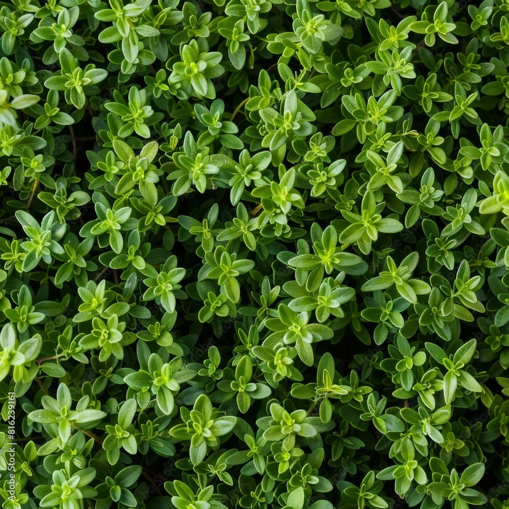Thyme texture background, thymus leaf banner, Thymus vulgaris pattern, fresh herbal leaves banner Thyme texture background, thymus leaf banner, Thymus vulgaris pattern, fresh herbal leaves banner