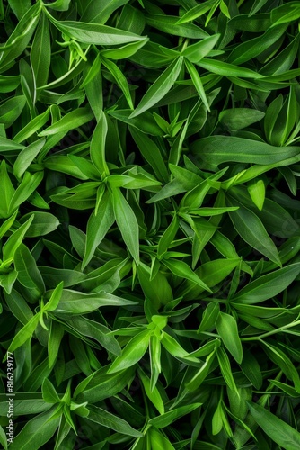 Tarragon texture background, estragon leaf banner, Artemisia dracunculus pattern, fresh herbal leaves © artemstepanov