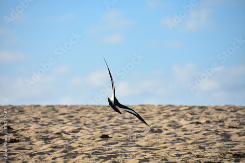 Ave volando en la playa photo