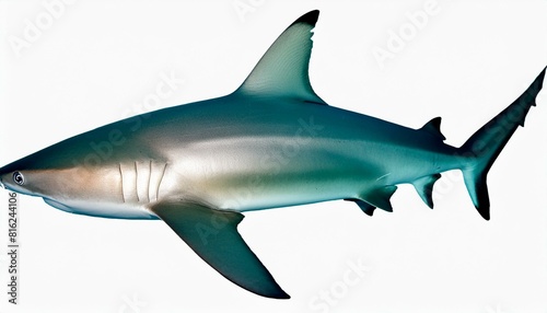 Animal shark fish. isolated with white background