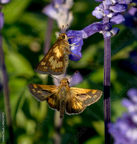 A pair of Peck's Skipper butterflies flying and pollinating around Purple Salvia flowers. Close up view. photo