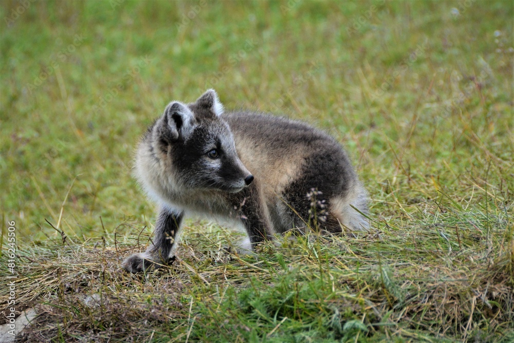 Obraz premium Pups of Arctic fox (Vulpes lagopus) with summer morph observed at the fox den in northern Iceland