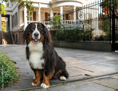 Bernese Mountain Dog in front of Juliette Low Birthplace