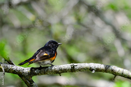 Colorful orange and black male American Redstart Warbler perched in a tree