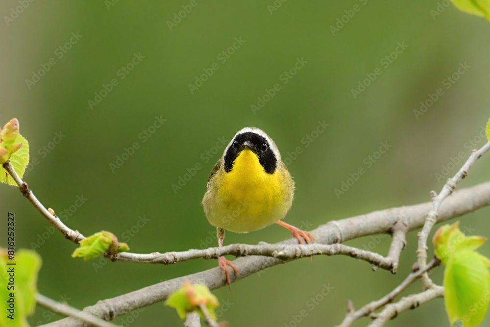 Common Yellowthroat Warbler perched on a twig