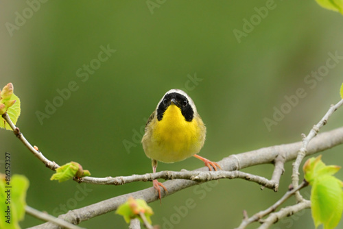 Common Yellowthroat Warbler perched on a twig photo