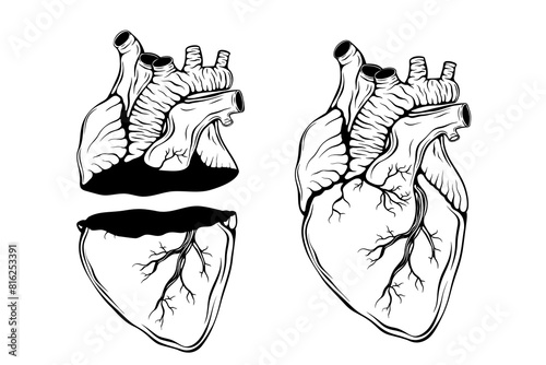 Doodle background with realistic human heart for Valentine greeting card, wedding. Romantic sign, nature love concept. Line art, print, tattoo sketch