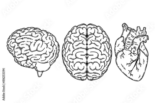 Cerebral hemispheres, human realistic brain and heart. Heart, brain, mental health, logic and emotion priority concept