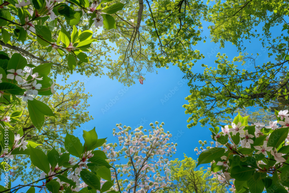 Fototapeta premium Clear spring sky. Green leaves, white and pink flowers on the trees in the foreground