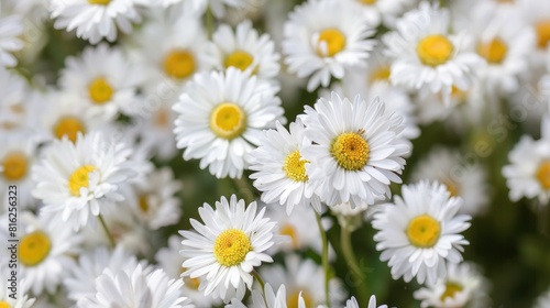 Close up of white daisy fleabane flowers Capturing the pure beauty and graceful allure of these blossoms with intricate precision