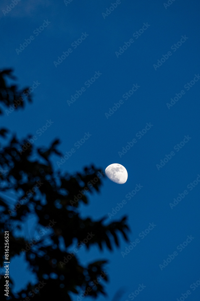 Celestial Touch by tree’s silhouette against the moonlit sky Celestial Touch by tree’s silhouette against the moonlit sky