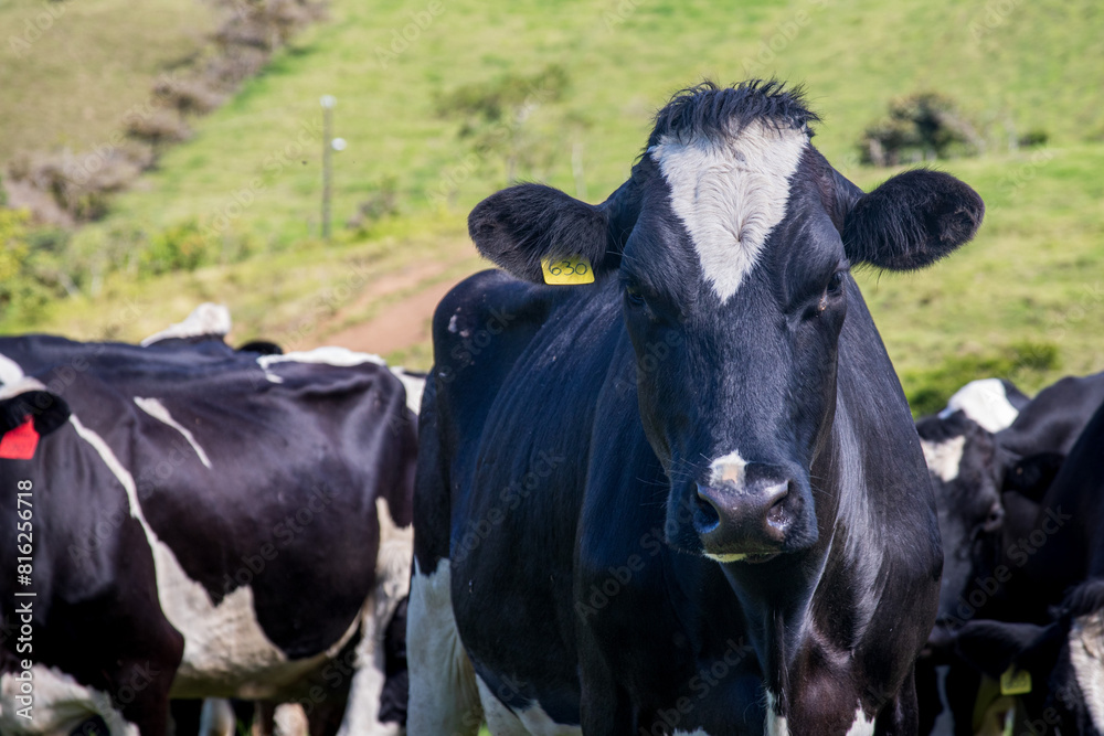 Pastoral Elegance a cow’s graceful presence Pastoral Elegance a cow’s graceful presence