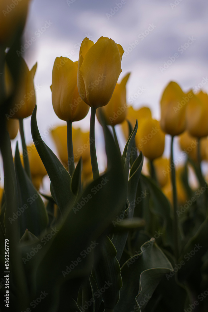 Obraz premium Spring beautiful yellow tulips field. Field of tulips in Belarus, Brest region.