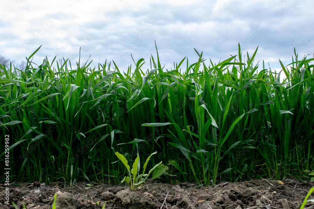 sprouting grain, the edge of agricultural crops sprouting grain, the edge of agricultural crops
