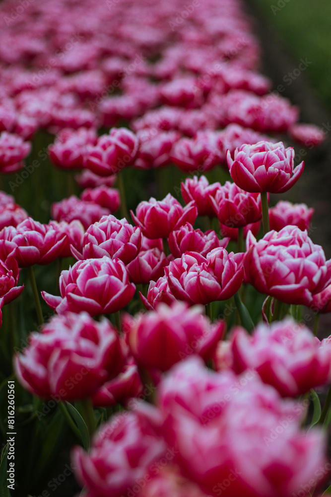 Spring beautiful pink tulips field. Field of tulips in Belarus, Brest region. Spring beautiful pink tulips field. Field of tulips in Belarus, Brest region.