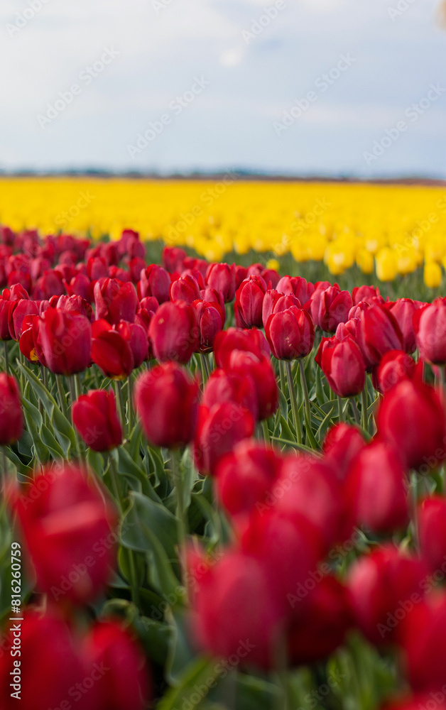 Spring beautiful tulips field. Field of colorful tulips in Belarus, Brest region. Spring beautiful tulips field. Field of colorful tulips in Belarus, Brest region.