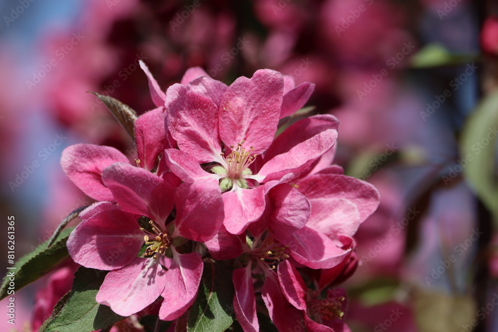 Sweden. Malus sylvestris, the European crab apple, is a species of the genus Malus, native to Europe. Its scientific name means Sweden. Malus sylvestris, the European crab apple, is a species of the genus Malus, native to Europe. Its scientific name means