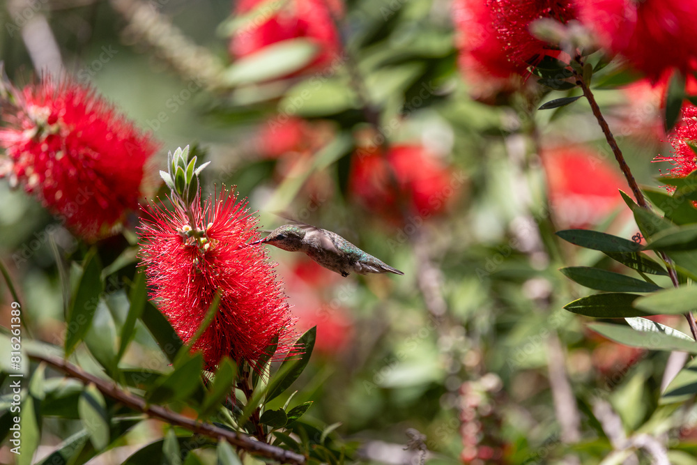 Anna's hummingbird on red flowering gum tree Anna's hummingbird on red flowering gum tree