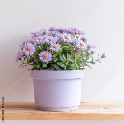 Wallpaper Mural Aster flowers background with copy space. Valentines day, mothers day, women's day concept. Torontodigital.ca