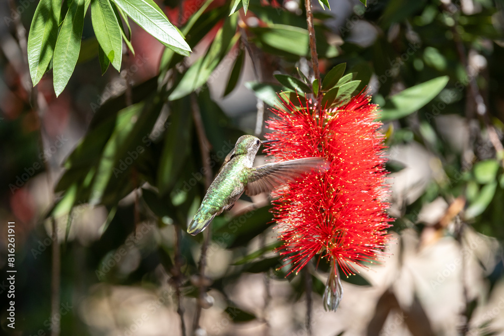 Anna's hummingbird on red flowering gum tree Anna's hummingbird on red flowering gum tree